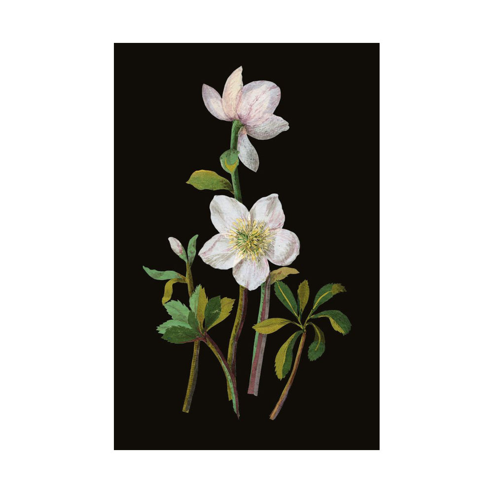 Mary Delany Winter Foliage Boxed Cards