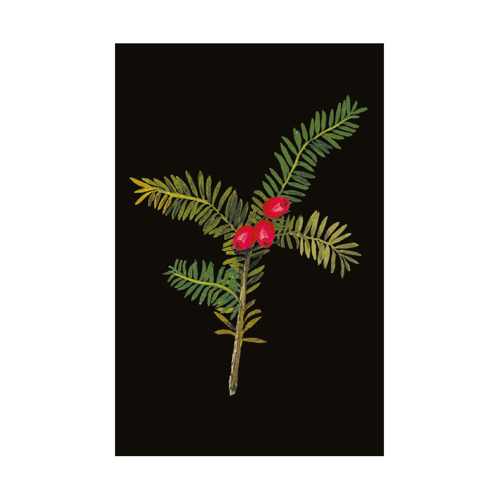Mary Delany Winter Foliage Boxed Cards