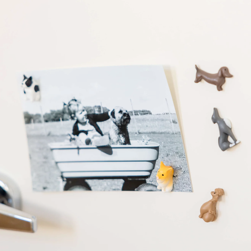 Colourful Dog Magnets