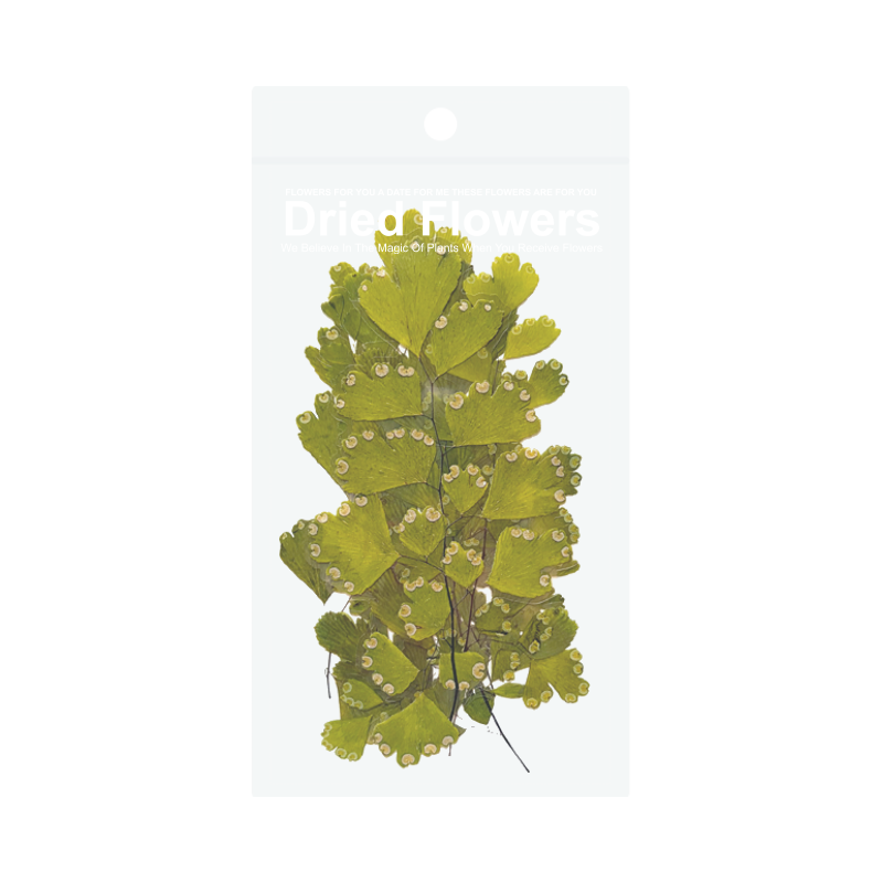 Dried Flowers Collage Stickers - Leaves