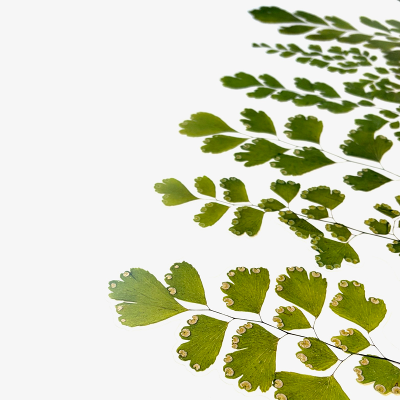 Dried Flowers Collage Stickers - Leaves