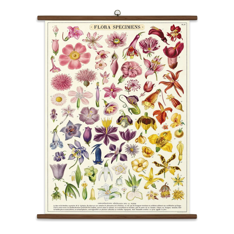 Flora Specimens Vintage School Chart