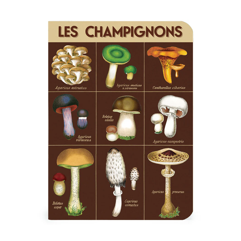 Cavallini Mini Foraging Notebook Set/3