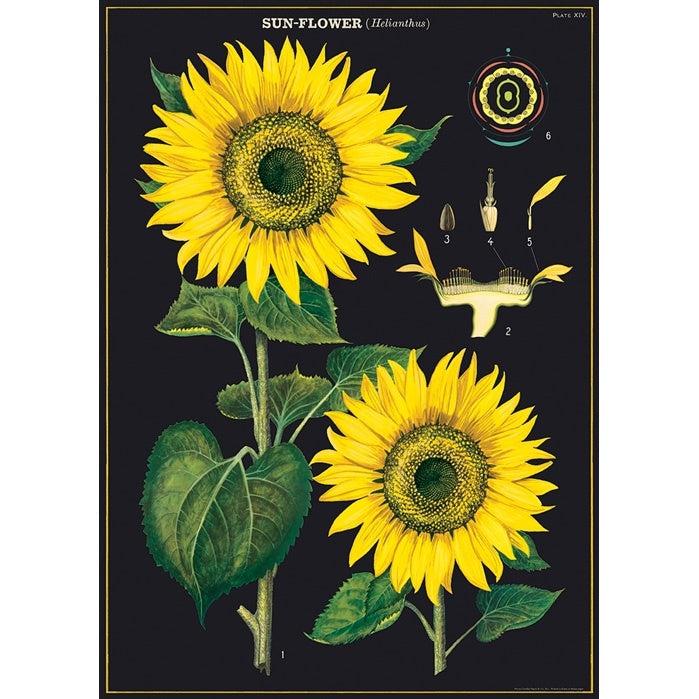 Sunflower Poster Wrap