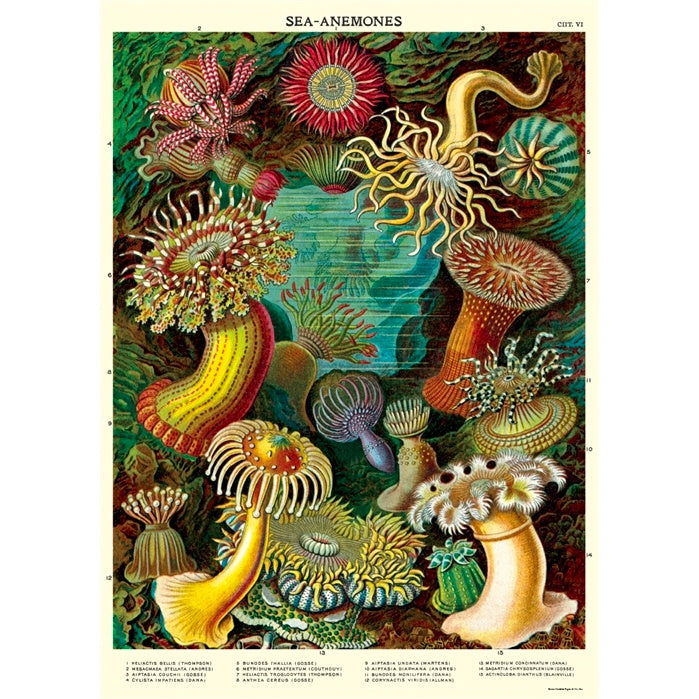 Sea Anemones Poster Wrap
