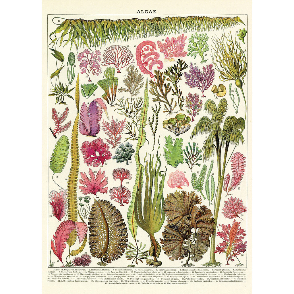 Algae Poster Wrap