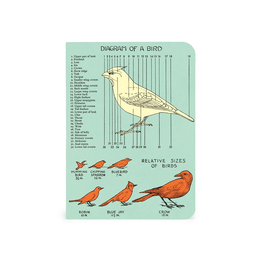Cavallini Mini Bird Watching Notebook Set/3