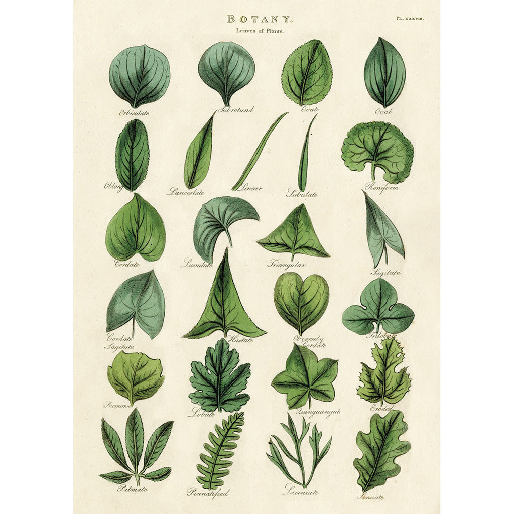 Botany Leaves Wrap