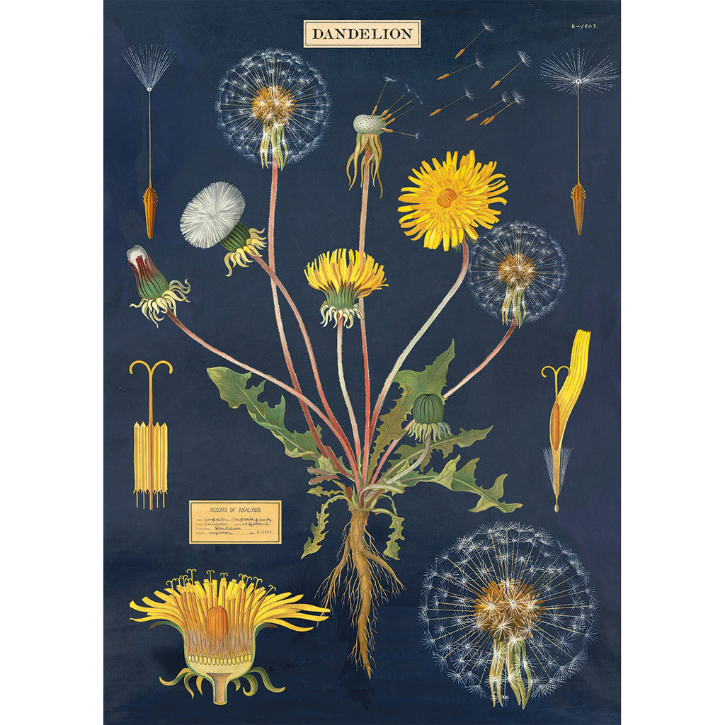 Dandelion Chart Poster Wrap