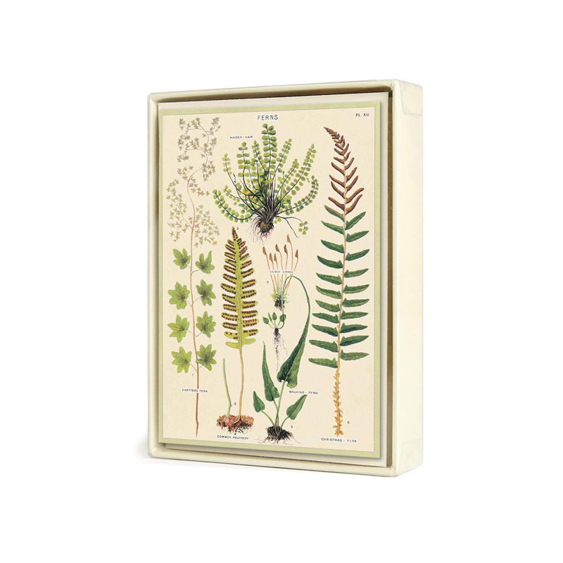 Ferns Assorted Set of 8 Notecards