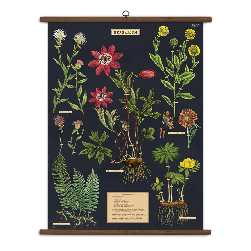 Herbarium Vintage School Chart