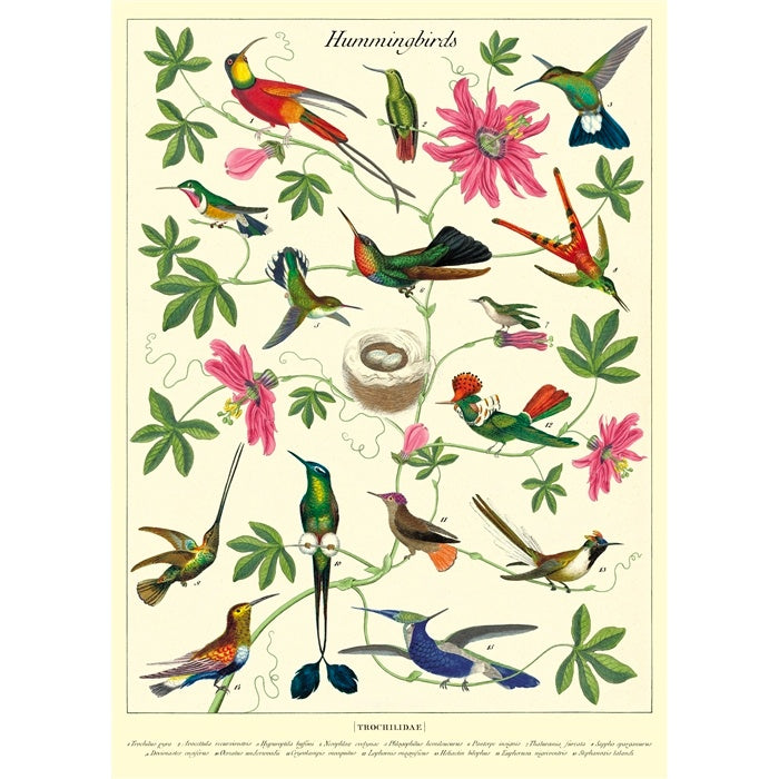 Hummingbirds Poster Wrap