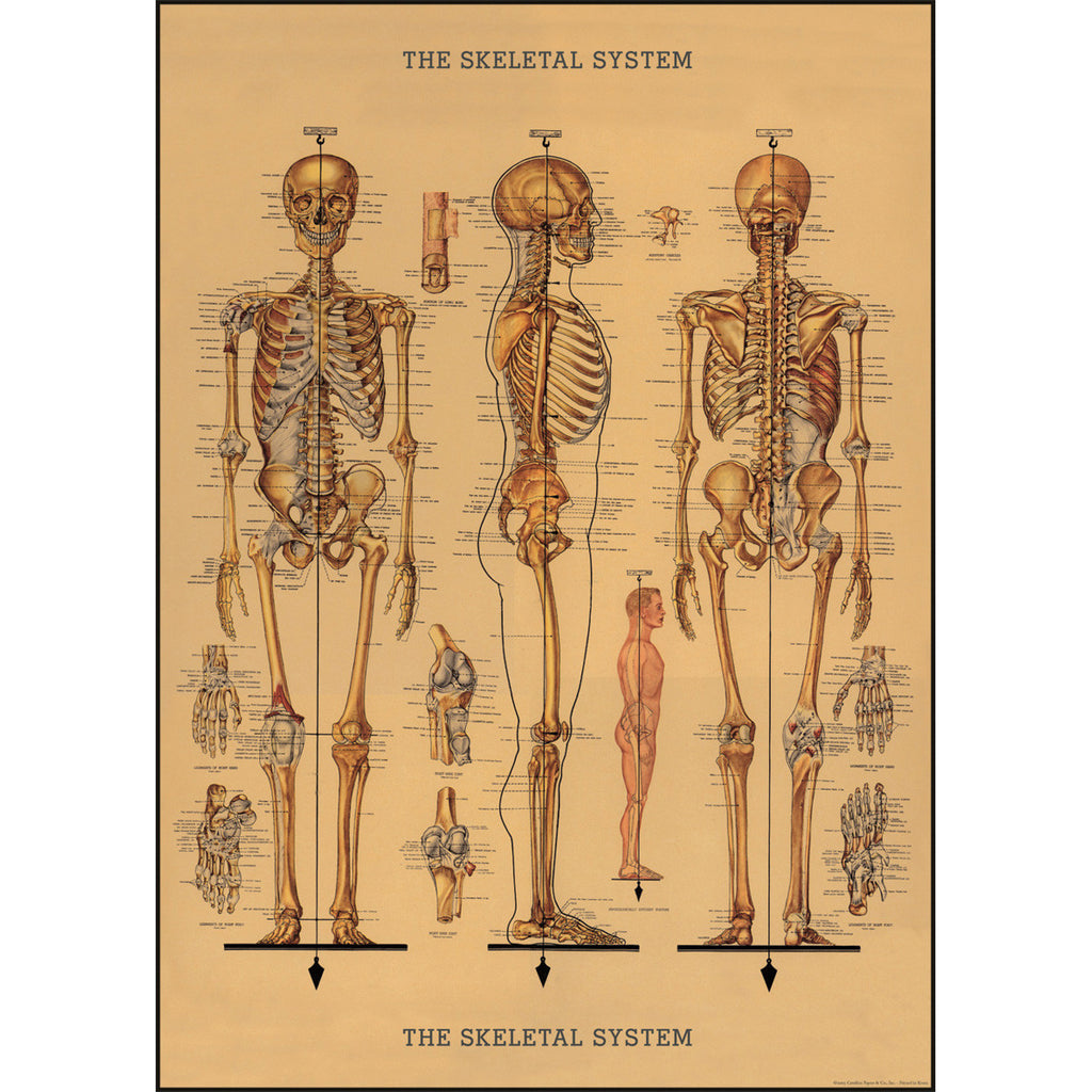 Skeleton Poster Wrap