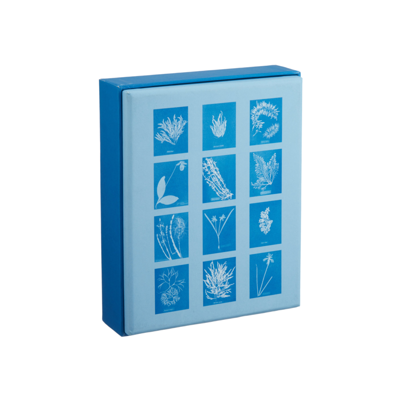 Sunprint Cyanotypes Boxed Cards