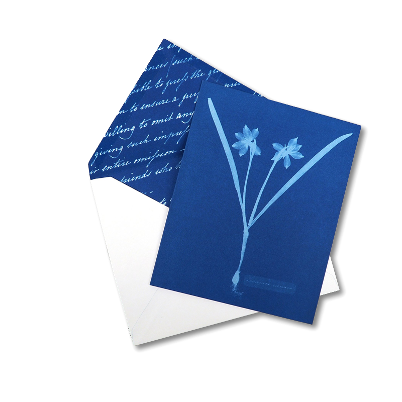 Sunprint Cyanotypes Boxed Cards