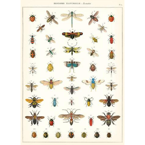 Natural History Insects Poster Wrap