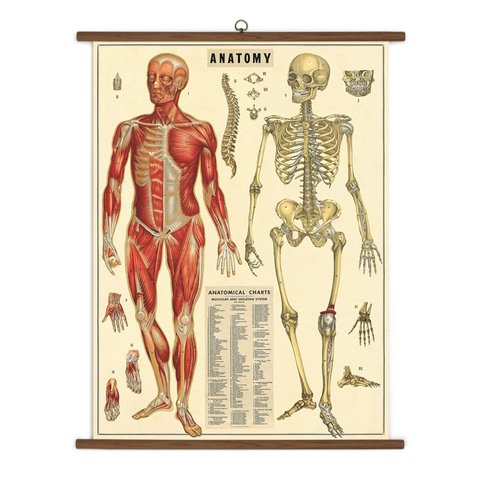 Anatomy Vinatge School Chart