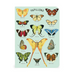 Cavallini Butterflies Notebooks Set/3