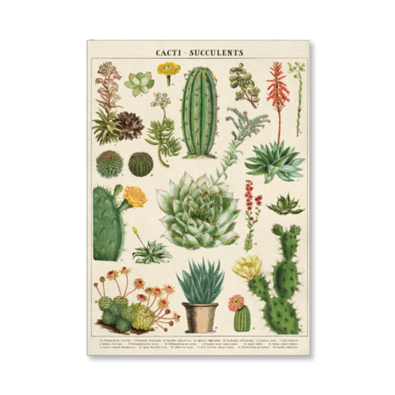 Cacti & Succulents Single Card