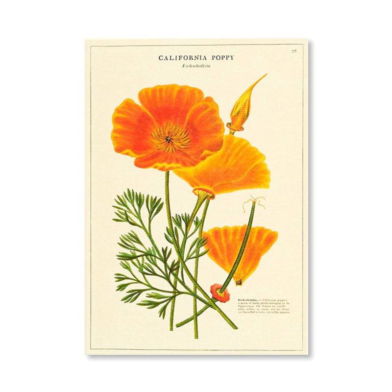 California Poppy Single Card