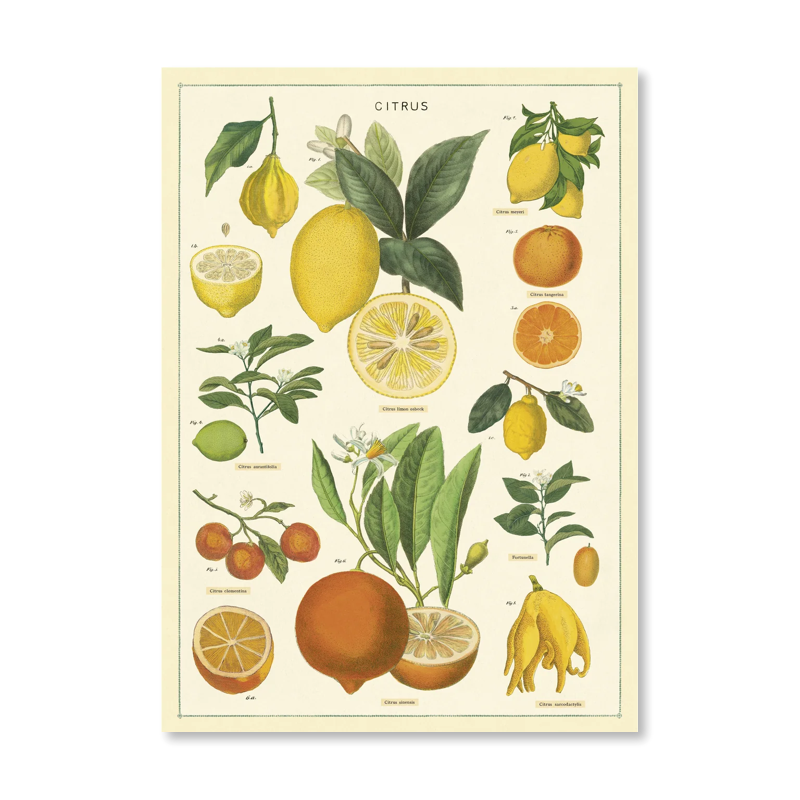 Citrus Single Card