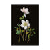 Mary Delany Winter Foliage Boxed Cards