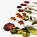 Dried Flowers Collage Stickers - Roses