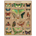 Entomology Puzzle, 1000pc