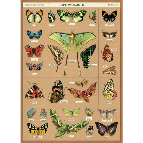 Entomology Poster Wrap
