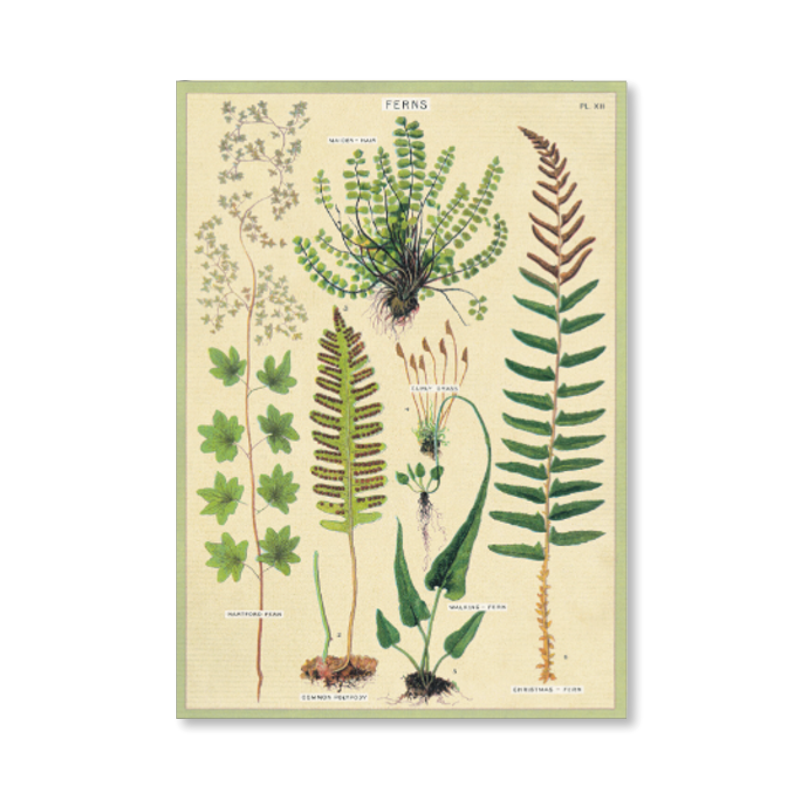Ferns Single Card