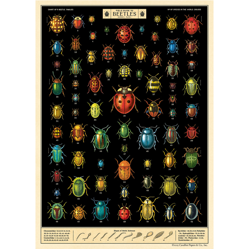 Field Guide To Beetles Poster Wrap