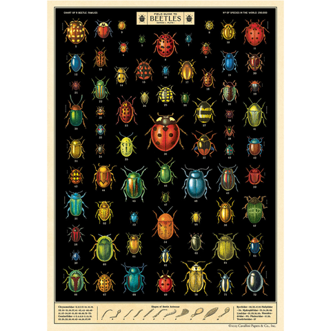 Field Guide To Beetles Poster Wrap
