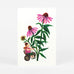 Flower Fairies Postcards - set of 12