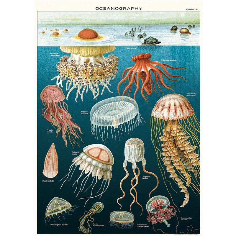 Jellyfish Oceanography Wrap