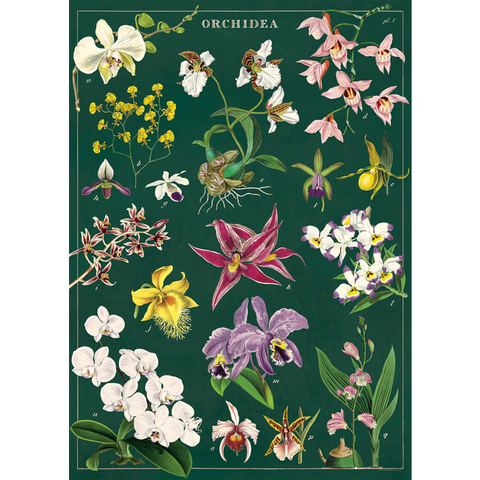 Orchid Poster Wrap