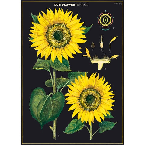 Sunflower Poster Wrap