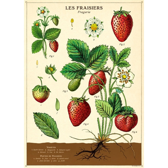 Strawberries Poster Wrap