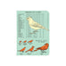 Cavallini Mini Bird Watching Notebooks Set/3