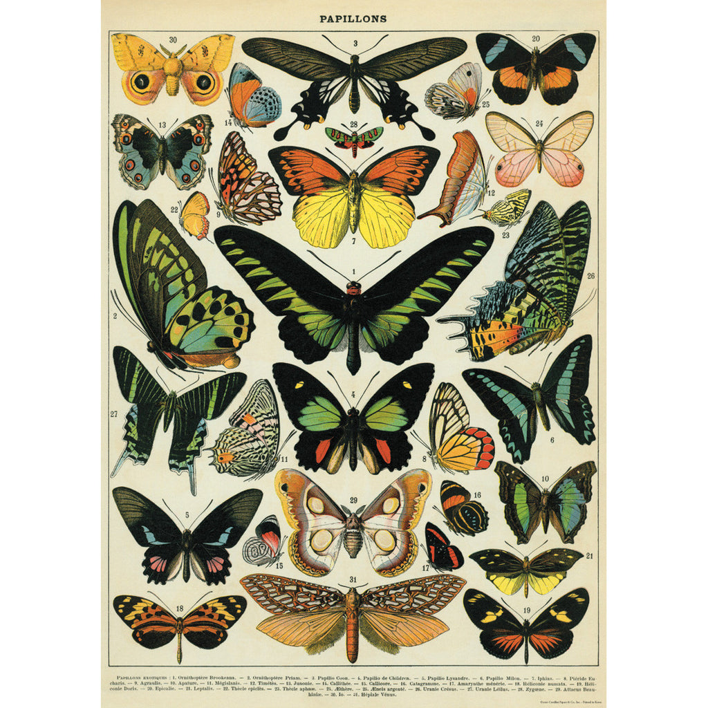 Butterflies Poster Wrap