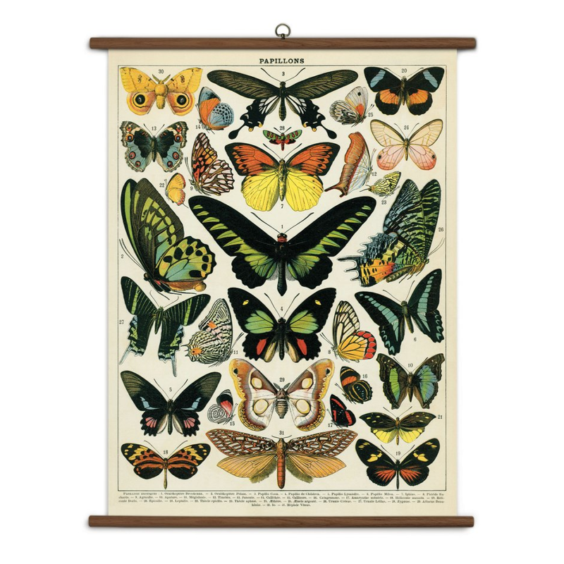 Butterflies Vintage School Chart