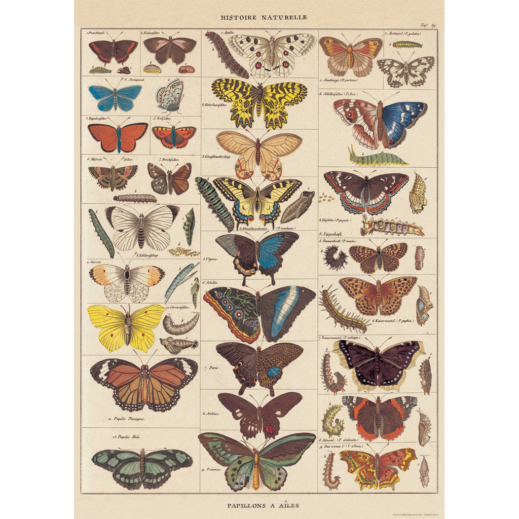 Butterfly Natural History Poster Wrap