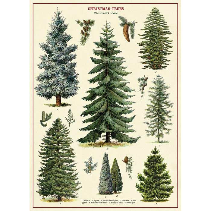 Christmas Trees Poster Wrap