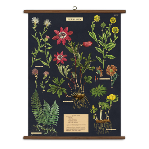 Herbarium Vintage School Chart
