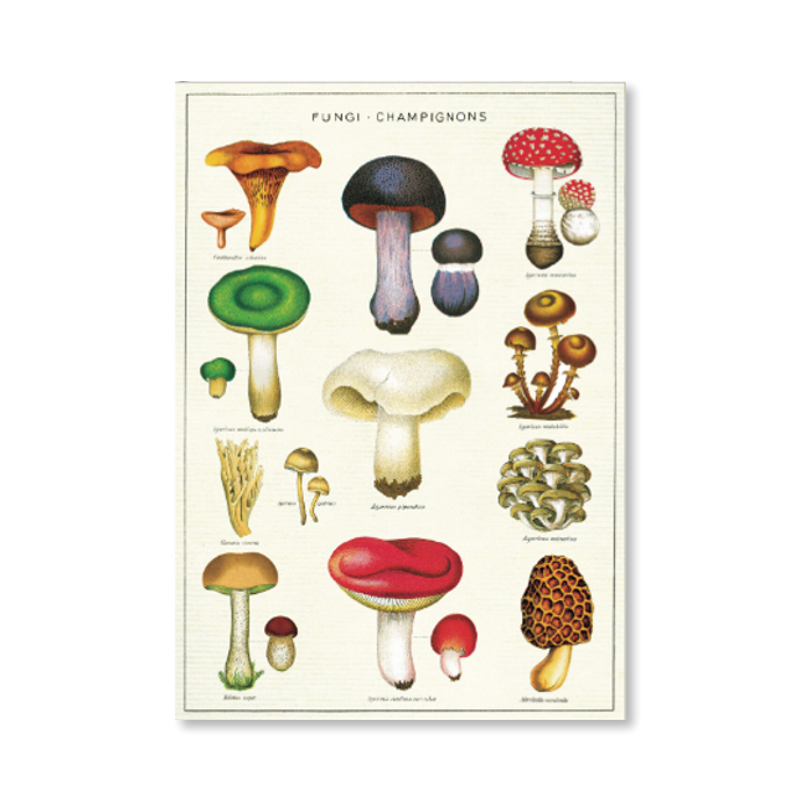 Mushrooms Single Card