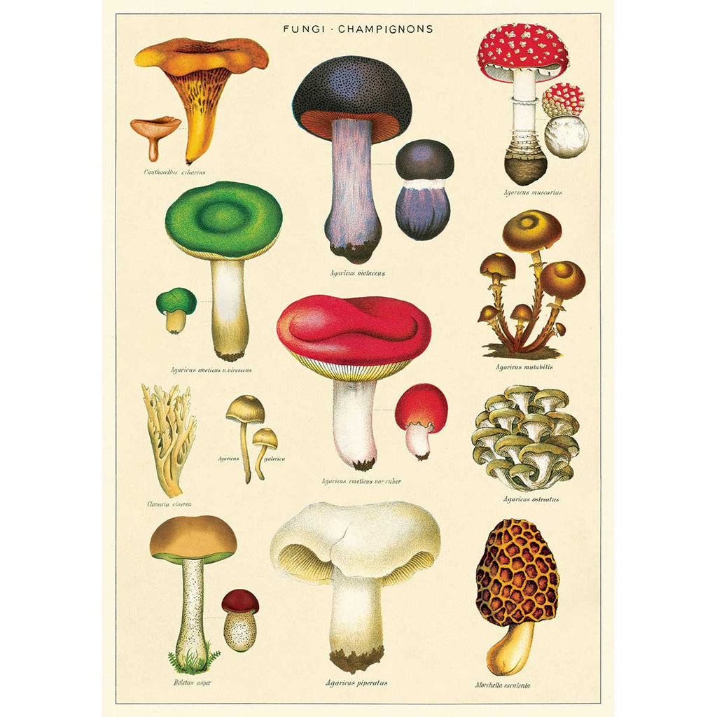 Mushrooms No.2 Poster Wrap