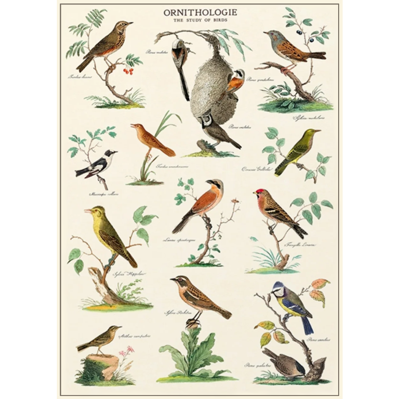 Ornithologie Poster Wrap