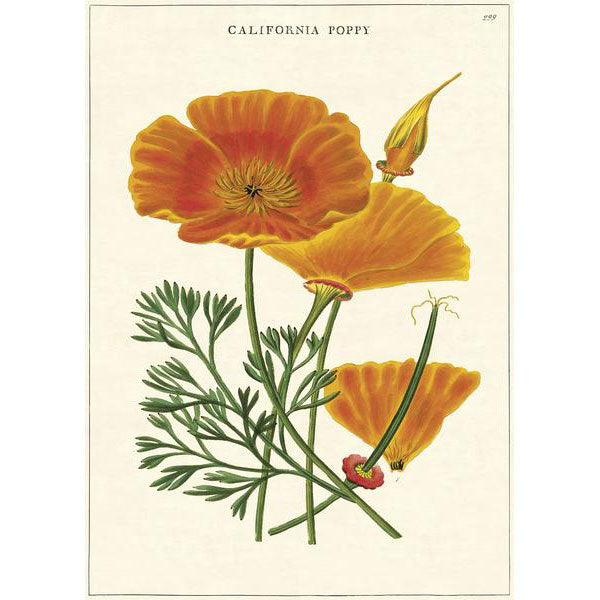 California Poppy Poster Wrap