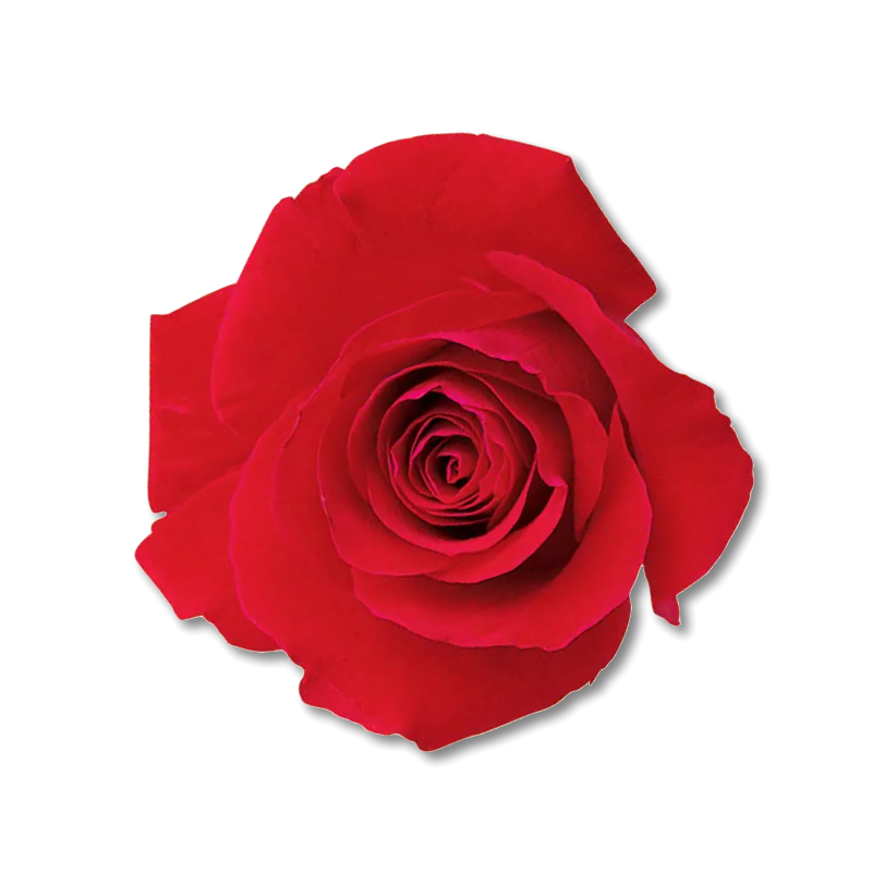 Red Rose Single Card
