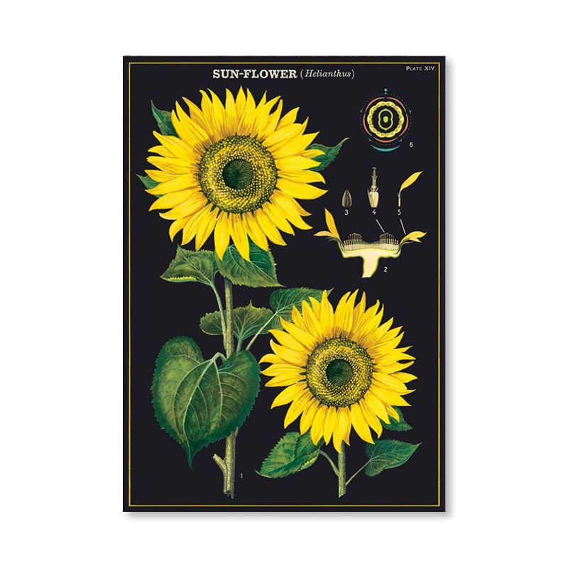 Sunflower Single Card