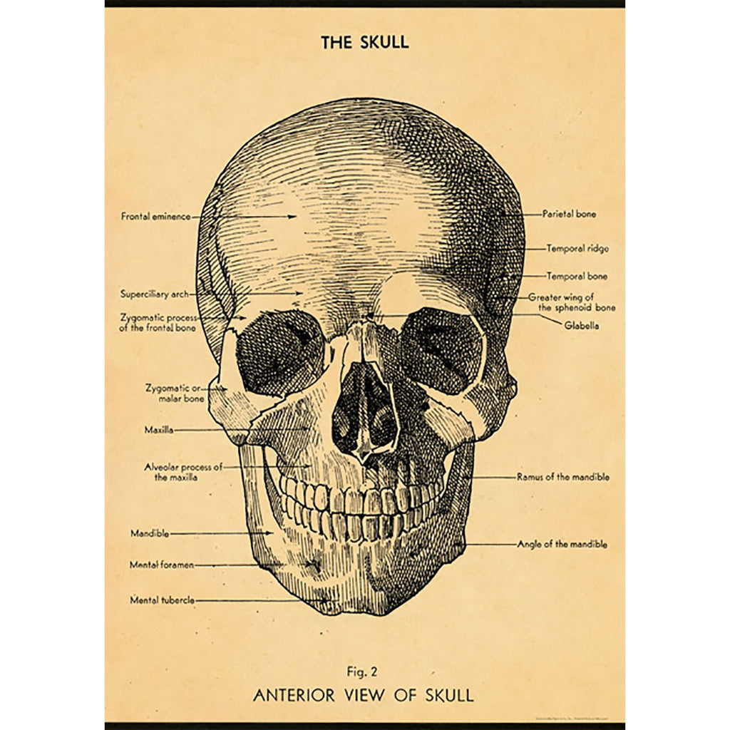 The Skull Poster Wrap